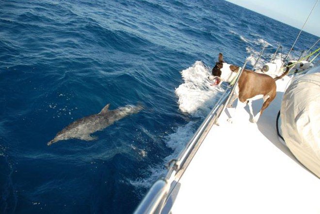 Dog and Dolphin: Holy Cow’s resident ‘sea dog’, Shoni, out to make friends while cruising off the coast of Queensland. - Audi Hamilton Island Race Week 2011 © John Clinton